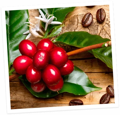Single origin coffee illustration