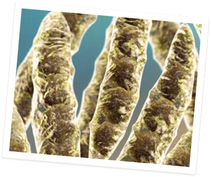 Mycotoxin free icon
