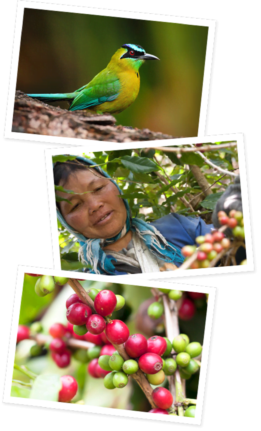 Coffee farm photos