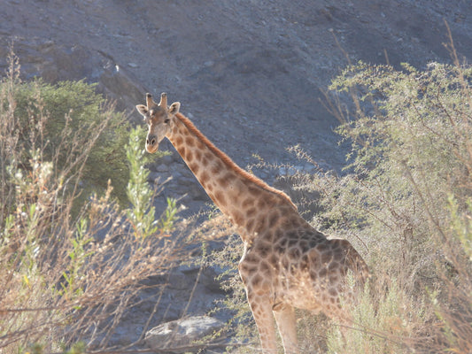 Lifeboost Africa and the Circle of Life - Positive Change Affecting Wildlife and the World