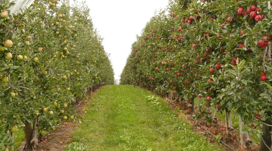 Join Us For An Apple Picking Adventure - From Orchards And Hayrides, To Bushels And Brews