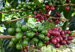 Reduce Exposure to Toxins, Fight Disease, and Experience Complex, Rich Flavors with Mountain Grown Coffee