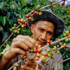 Exploring the Unique Taste of Sumatra Coffee
