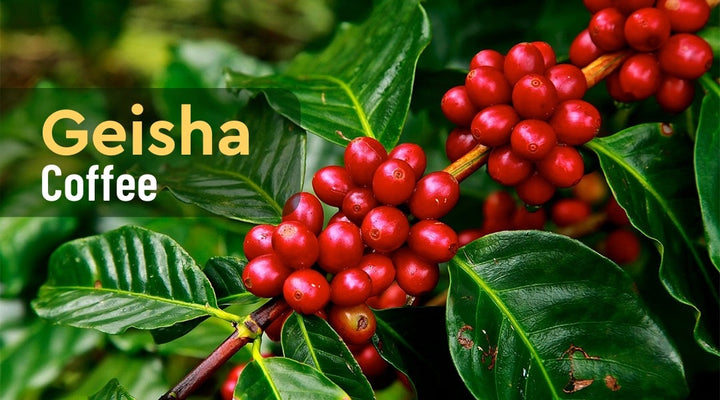 What Makes Panama Geisha Coffee Exceptionally Popular?