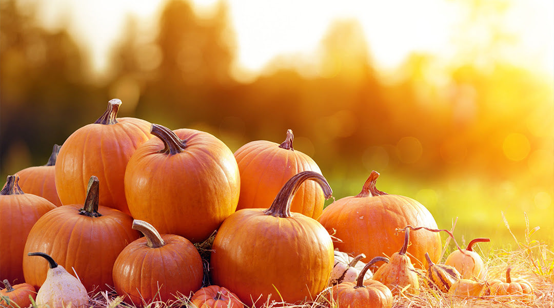 All Things Pumpkin - Fun Facts, Health Benefits, & Recipes to Help You get the Most out of this Fall Season
