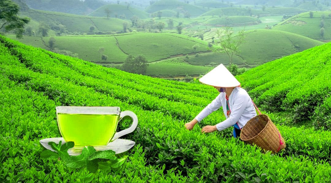 Health Wonders of Organic Decaf Green Tea: Top Benefits Unveiled