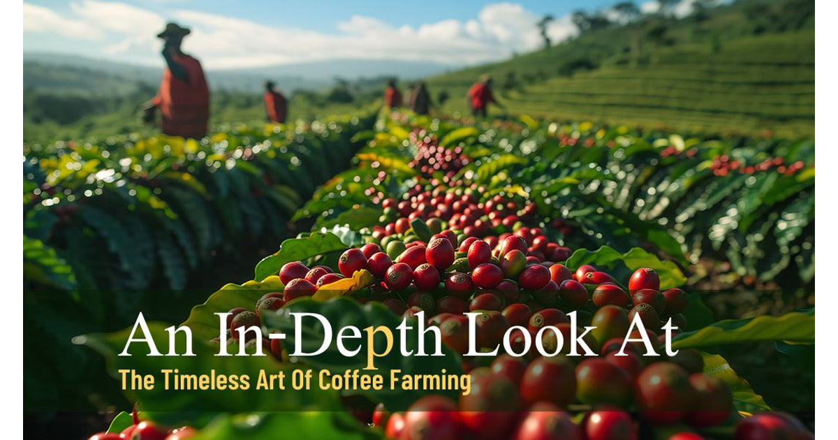 An In-Depth Look At The The Timeless Art Of Coffee Farming | Lifeboost ...