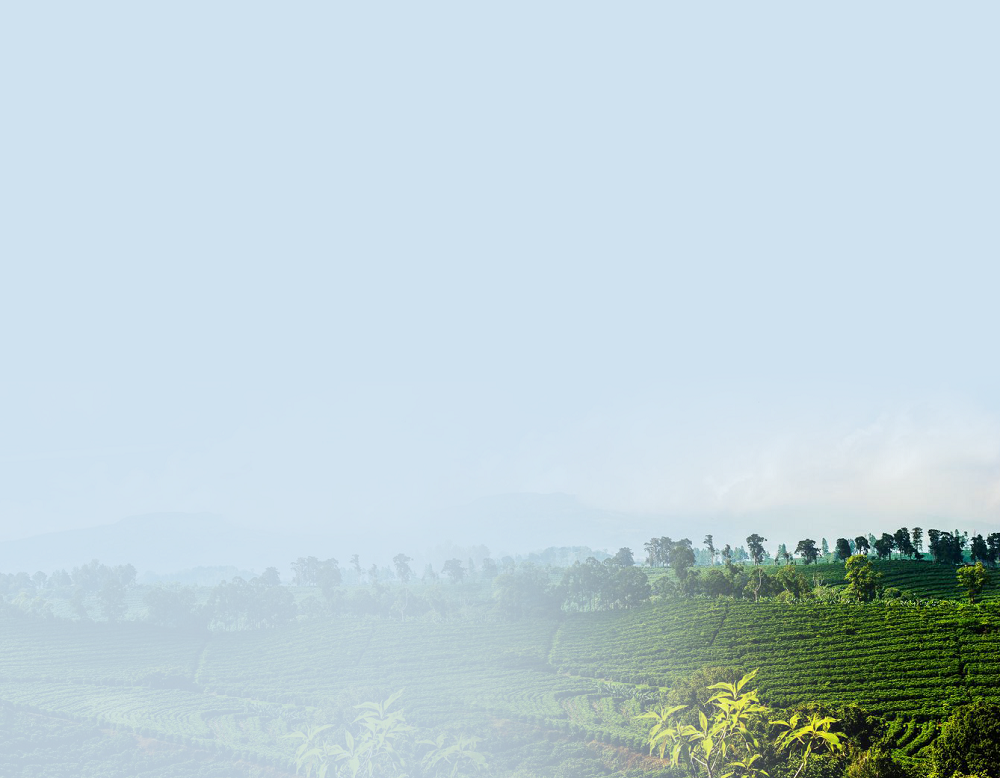 Coffee plantation in the highlands