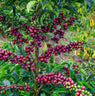 Hacienda - Lifeboost Coffee